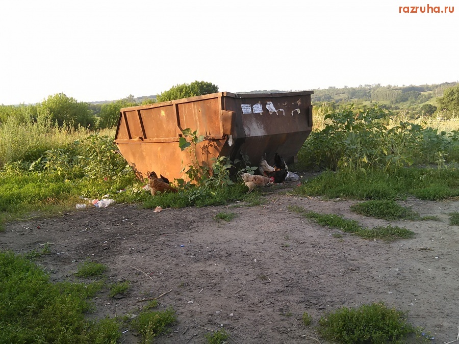 Смешное - Куры на помойке