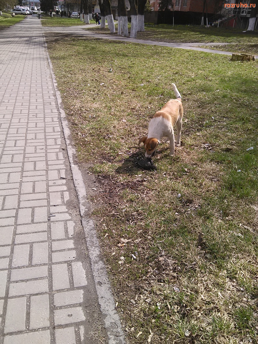 Смешное - Собаки нашли голубя