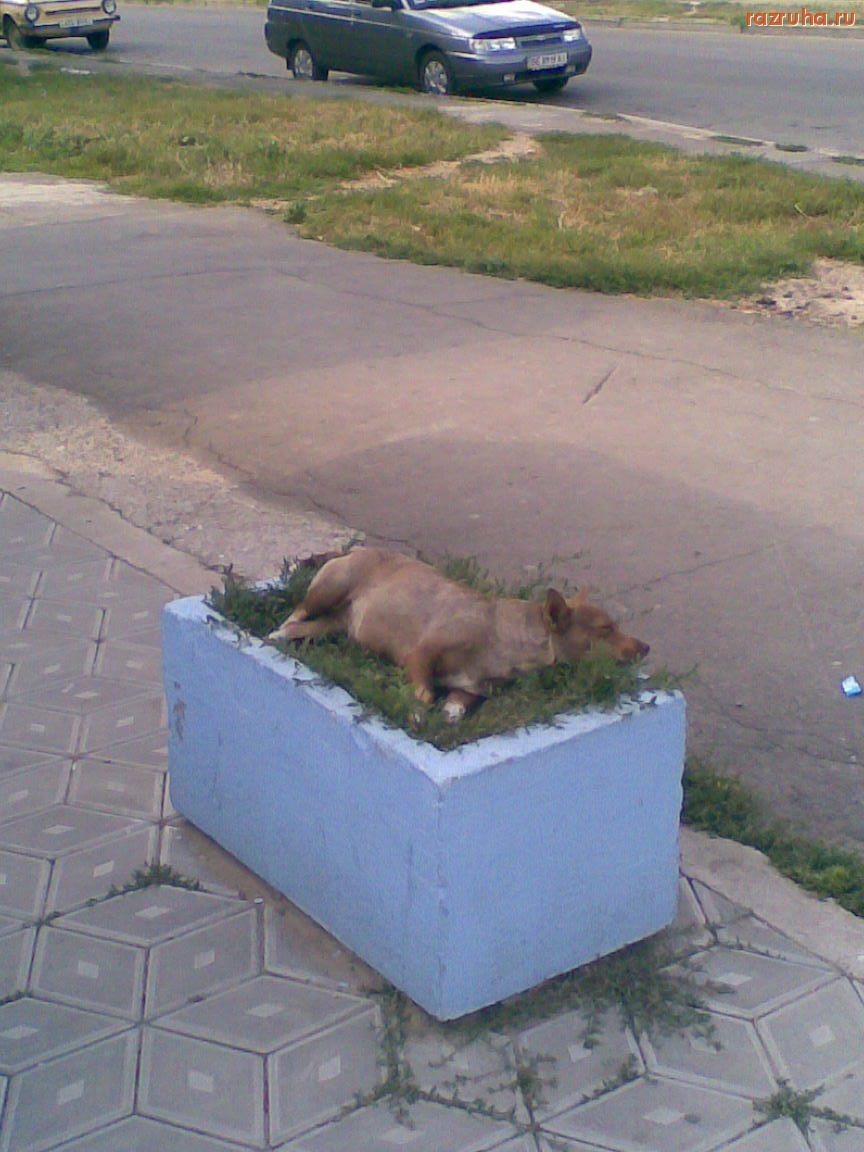 Смешное - Собака на клумбе