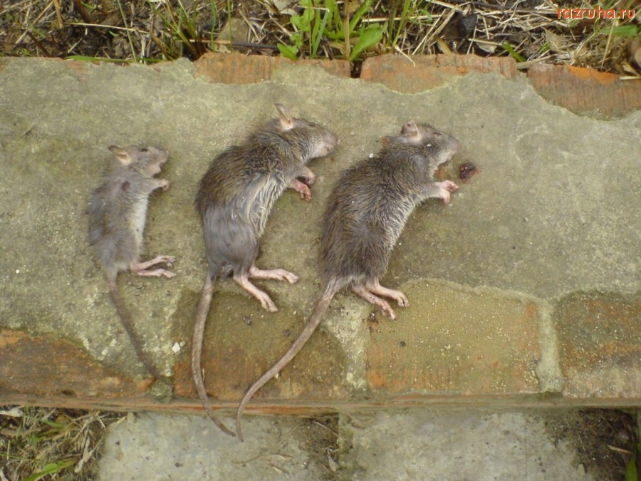 Смешное - Дневной отдых!