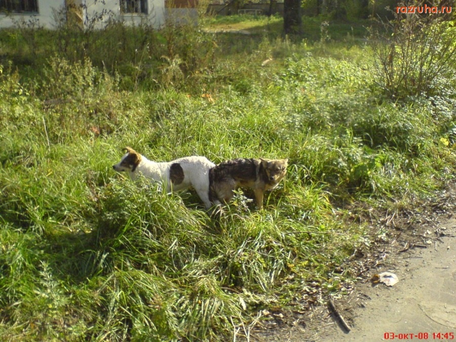 Смешное - Слиплись!