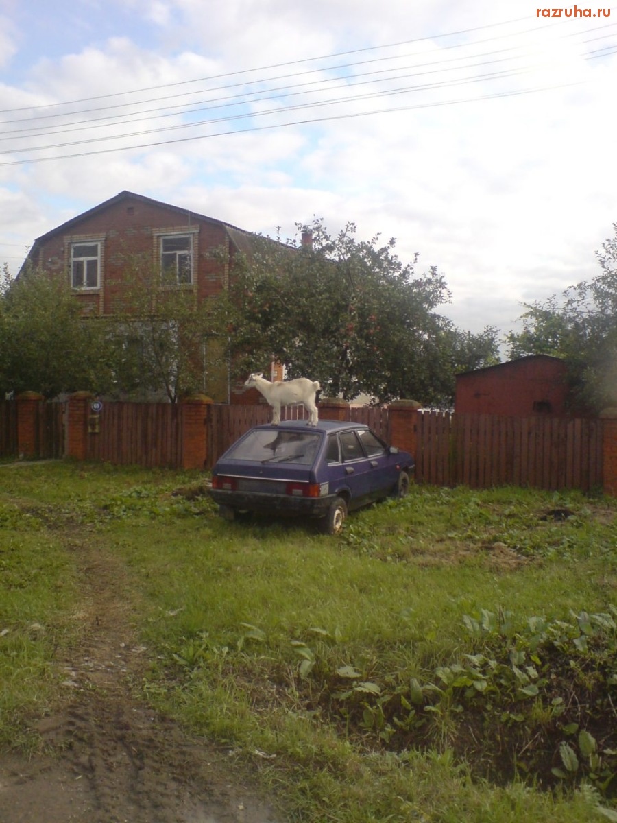 Смешное - козёл автолюбитель!