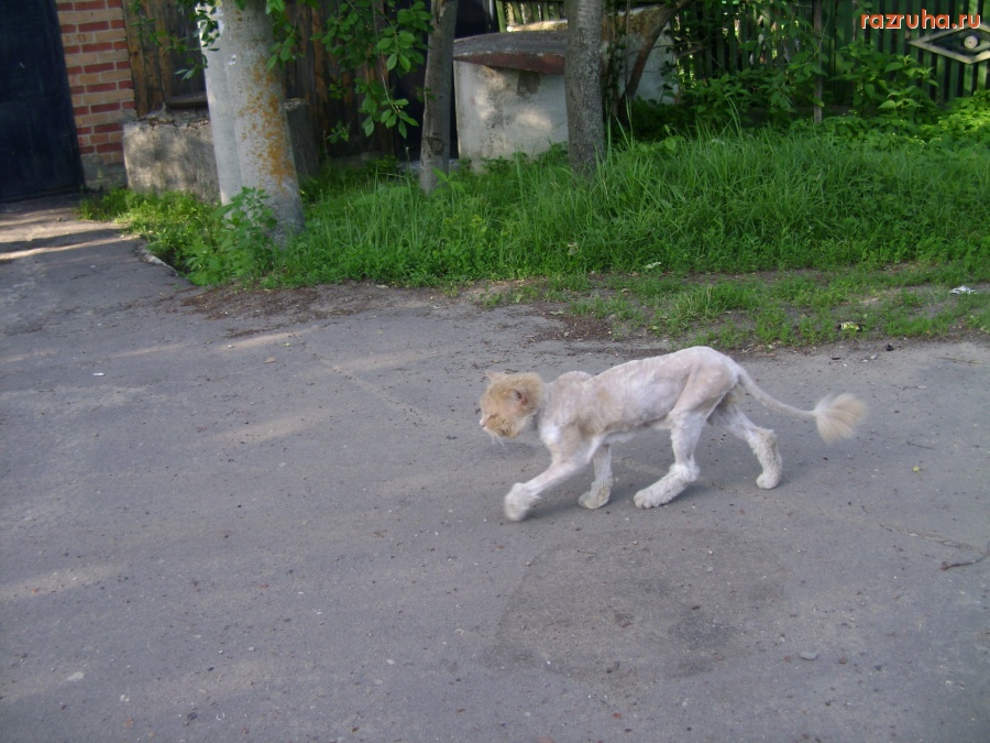 Смешное - Модная стрижка!