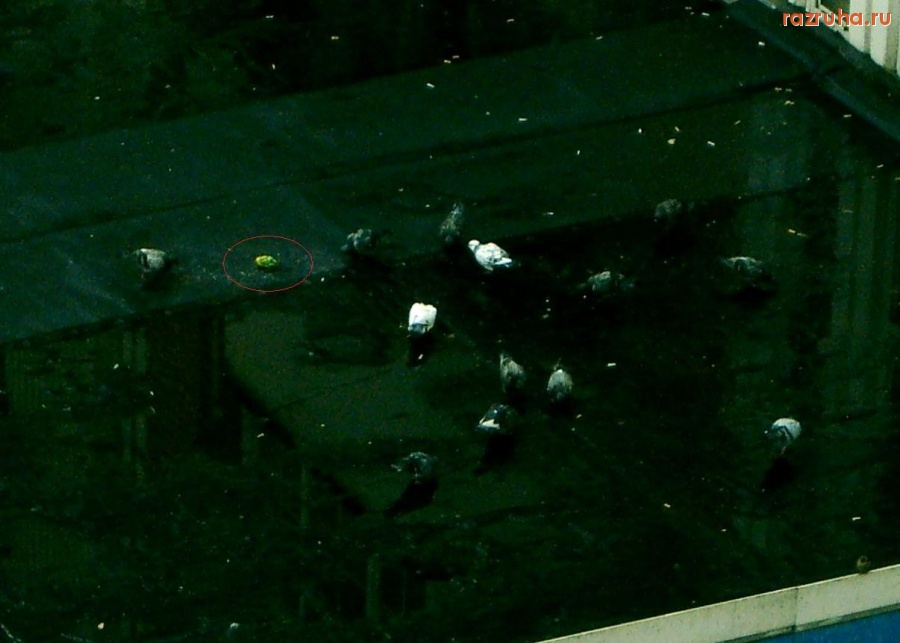 Смешное - Белая ворона