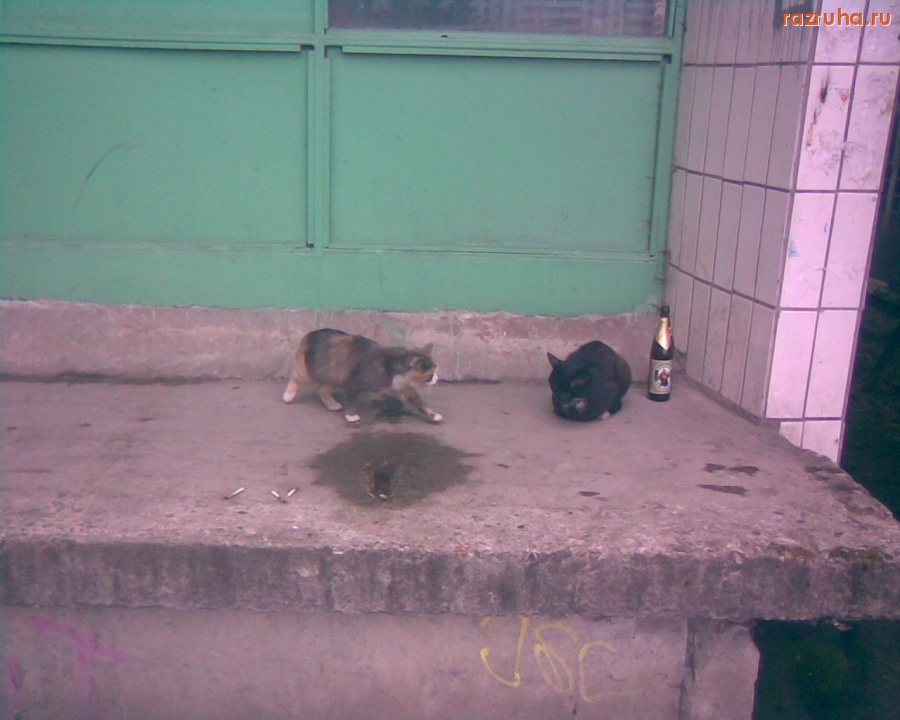 Смешное - Коты гопники в Королёве