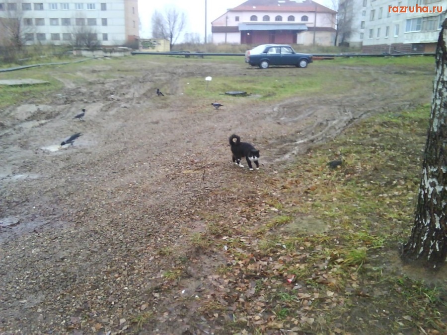 Смешное - держи хвост кольцом