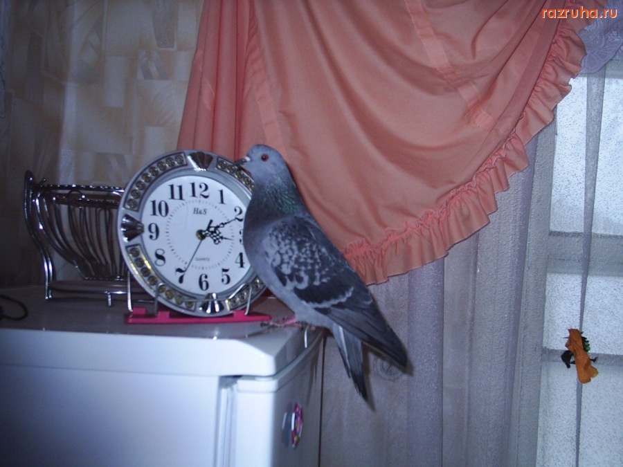 Смешное - Блин, а сколько время-то?