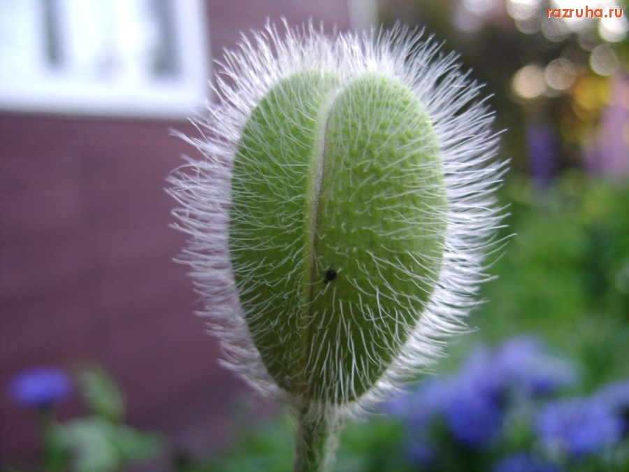 Смешное - что это?