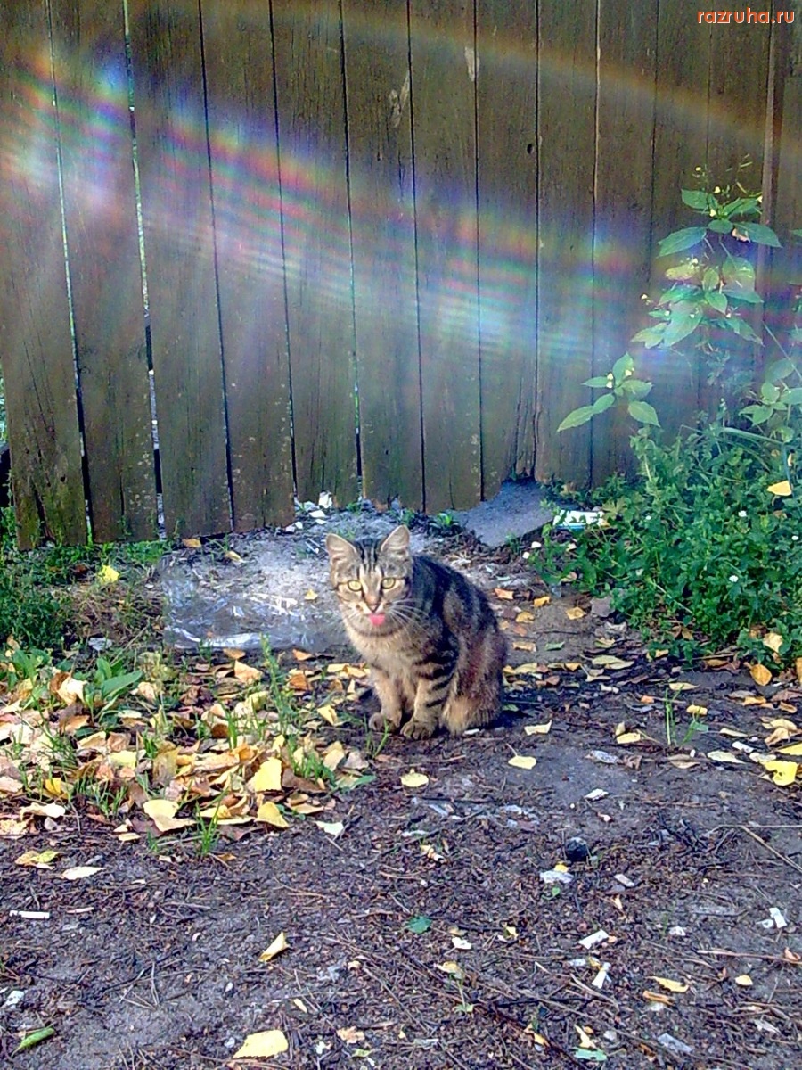 Смешное - Кошка показала язык