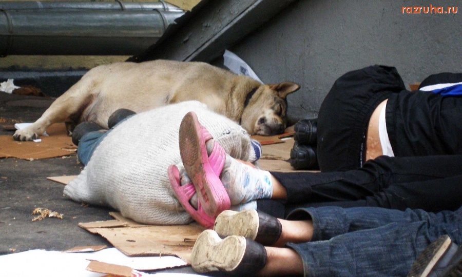 Отвратительное - Четвероногая подруга бомжей...