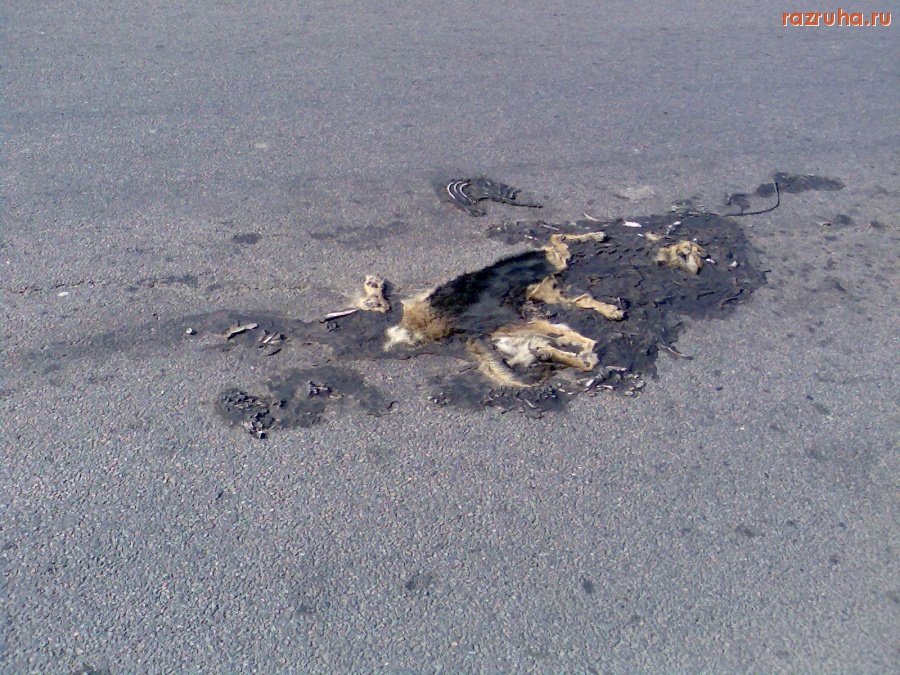 Отвратительное - Остатки собаки