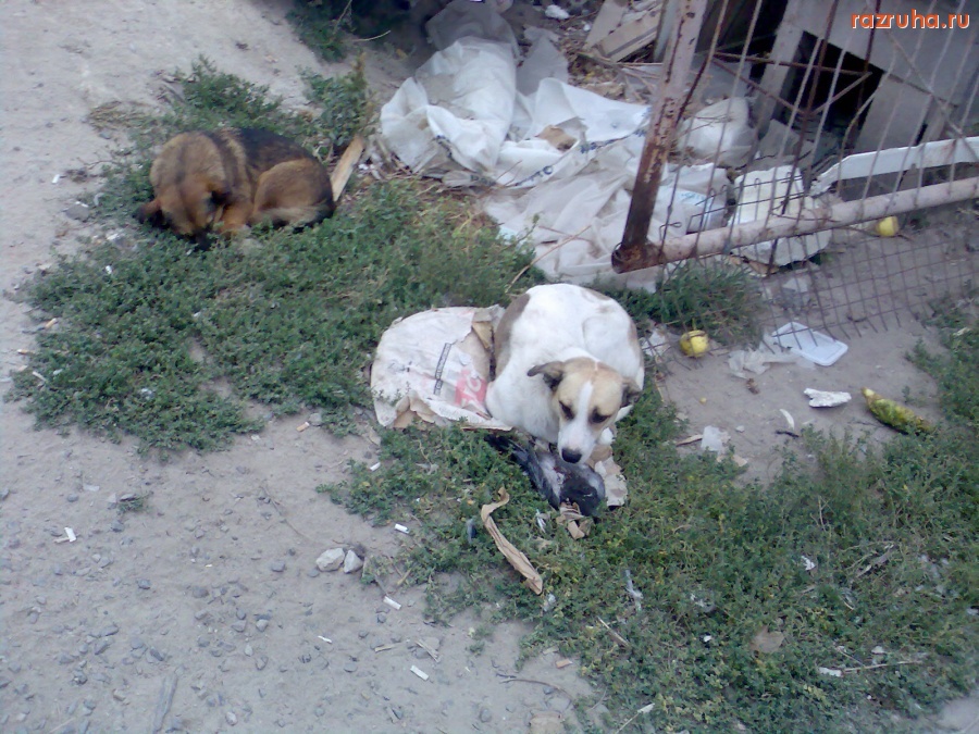 Отвратительное - Собака с дохлым голубем