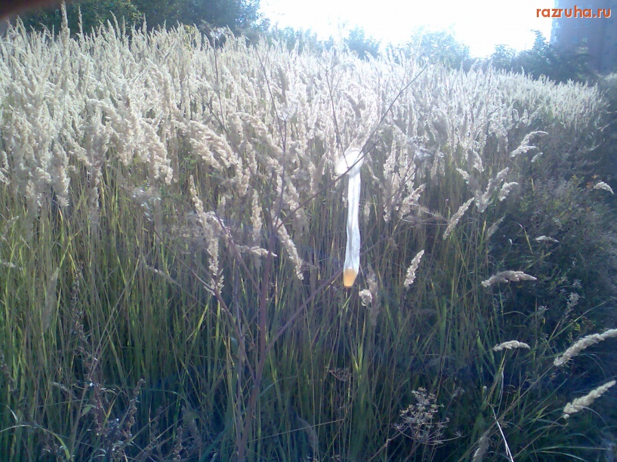 Отвратительное - Культура