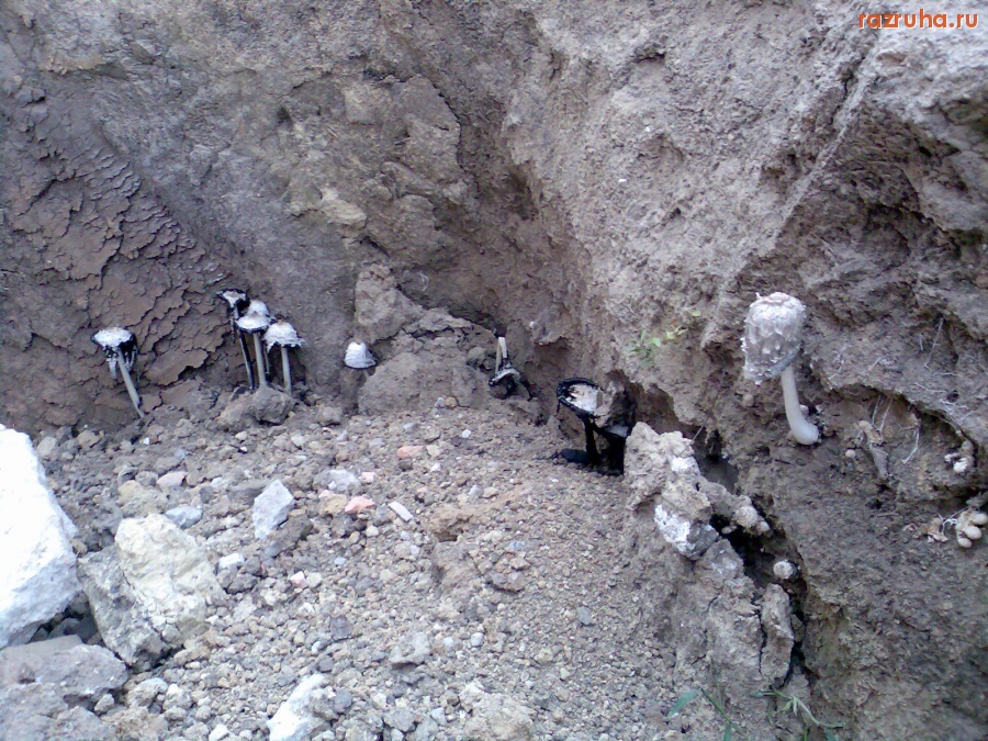 Отвратительное - Подземные грибы