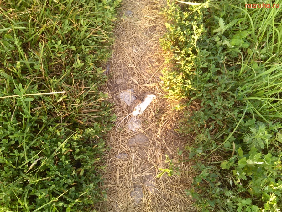 Отвратительное - Дохлая мышь