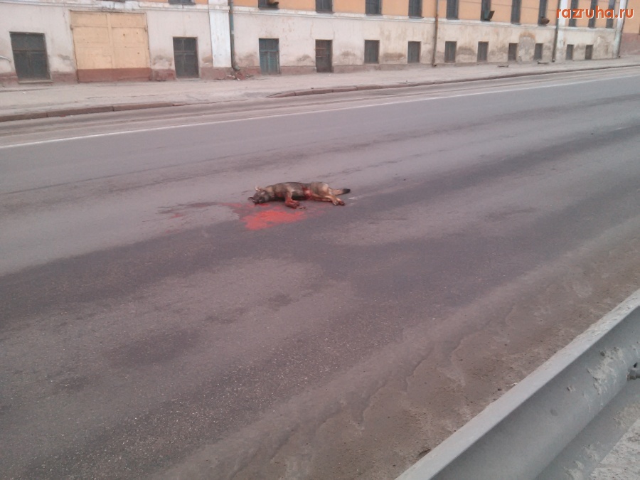 Отвратительное - Собаку сбили