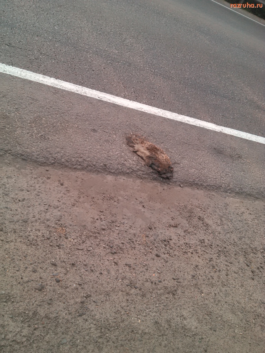 Отвратительное - Дохлый ёж