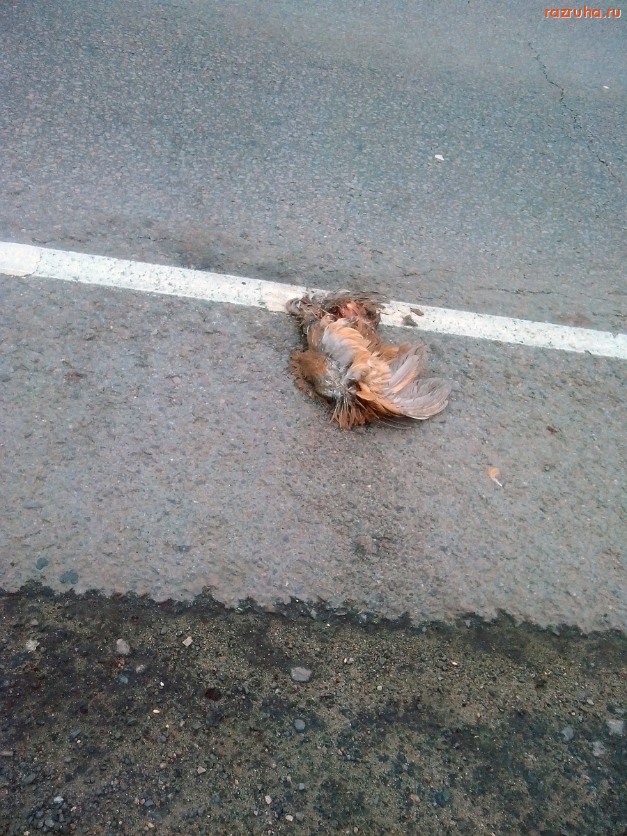 Отвратительное - Дохлая курица