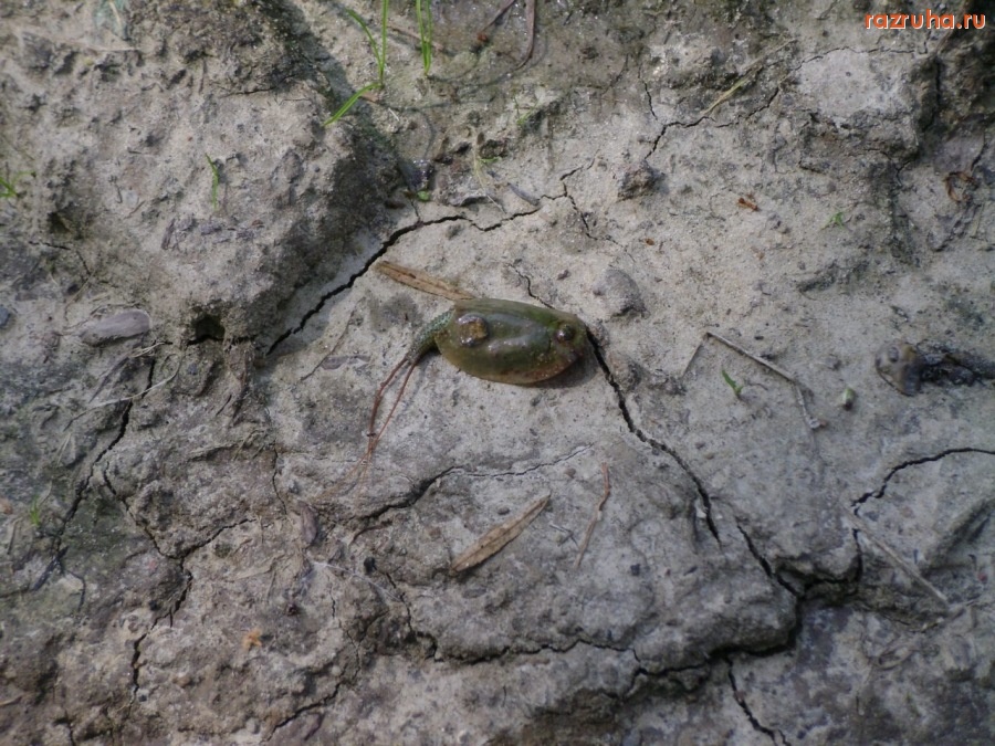 Отвратительное - Нечто!