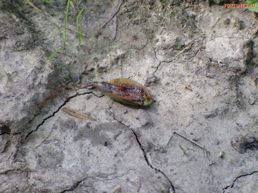 Отвратительное - Нечто! Дубль 2