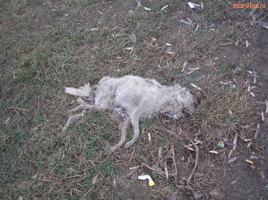 Отвратительное - дохлая собака возле больницы и род. дома