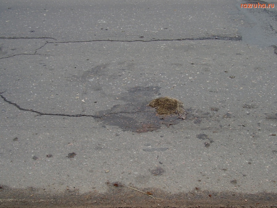 Отвратительное - Бедный ёжик