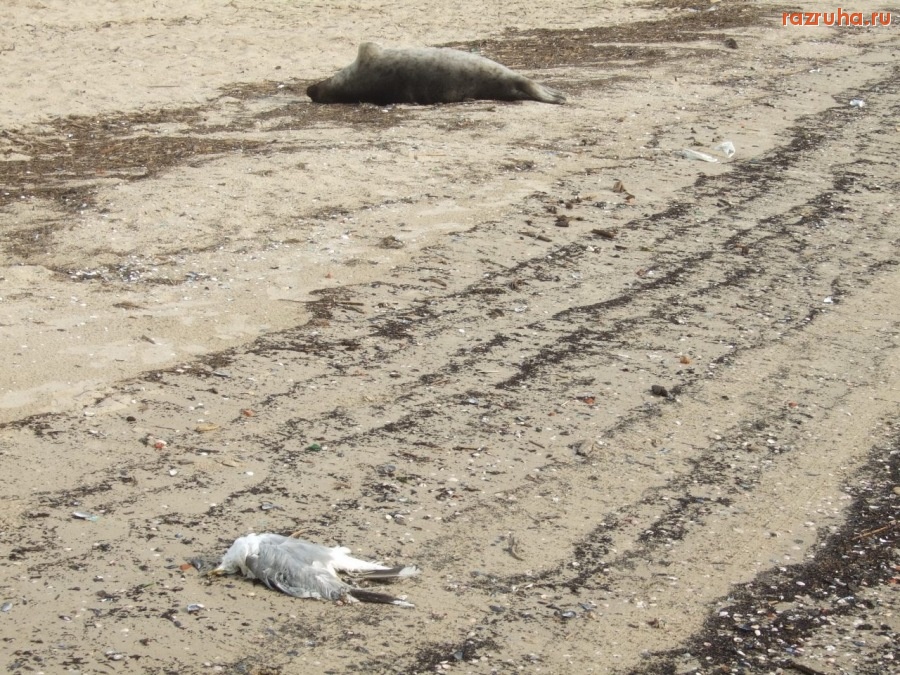 Отвратительное - Ягринский пляж