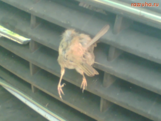 Отвратительное - Камикадзе 2