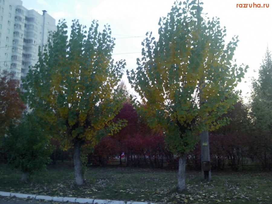 Погода - Осень