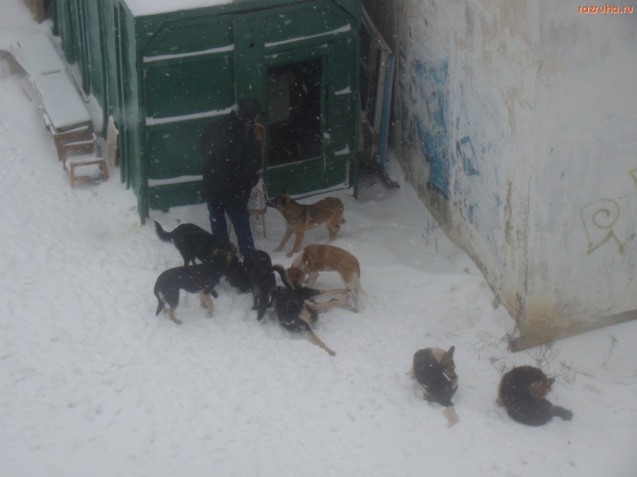 Холмск - бездомные