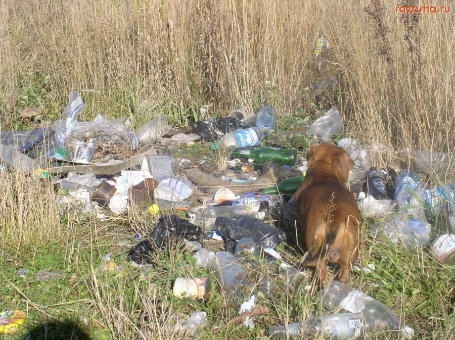 Россия - Собака в этом участия не принимала.