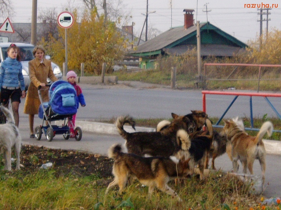 Ирбит - Бродячие собаки.