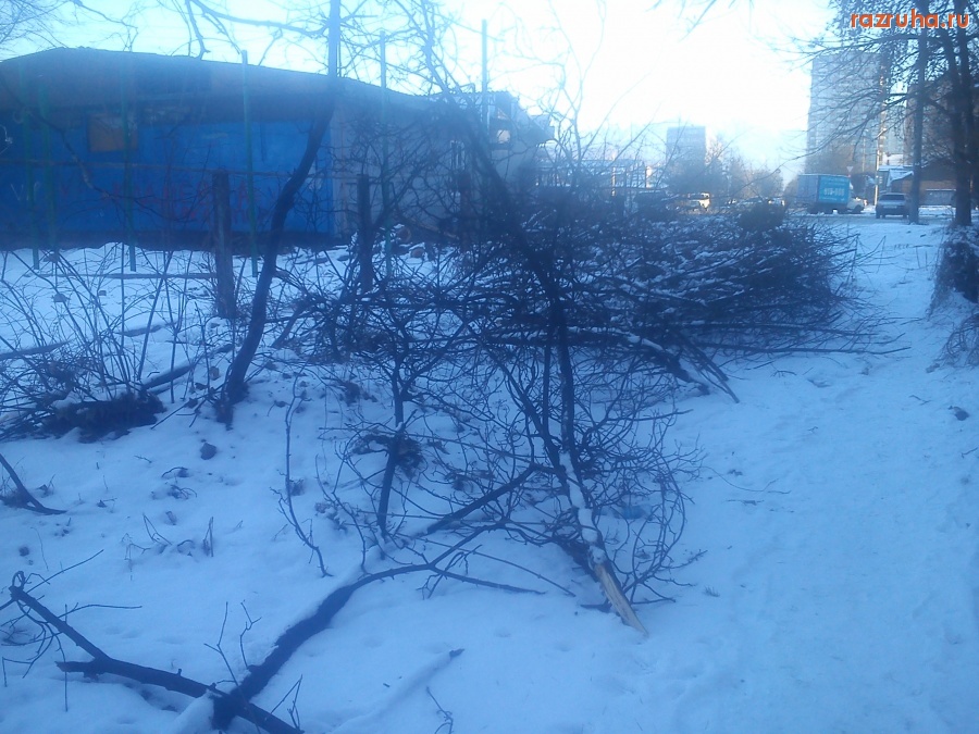 Владикавказ - Последствия обрубки деревьев
