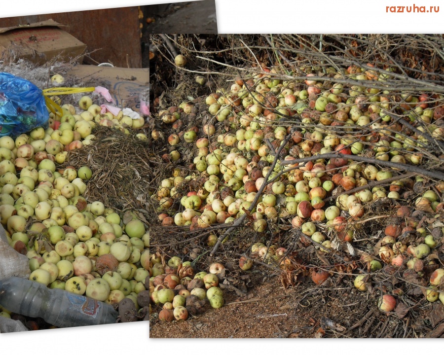 Бежецк - Яблоки