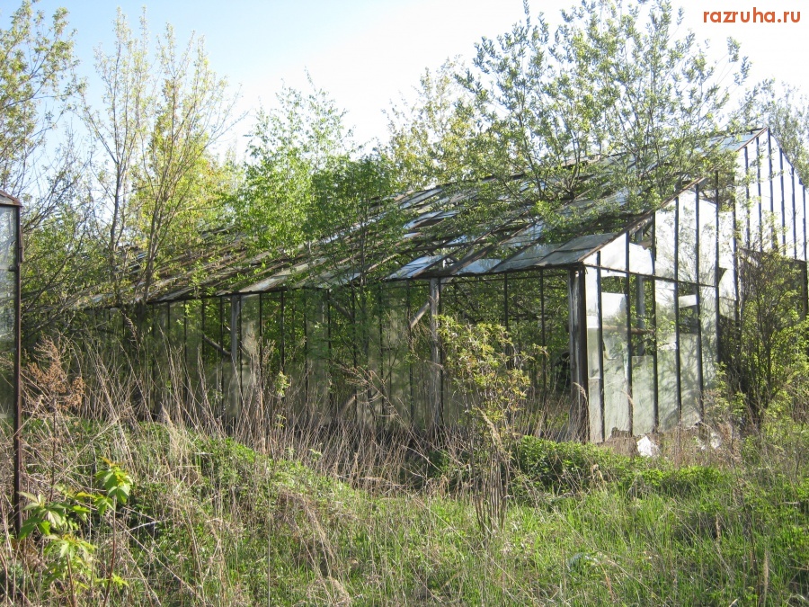 Москва - Теплицы в Нижних Мневниках