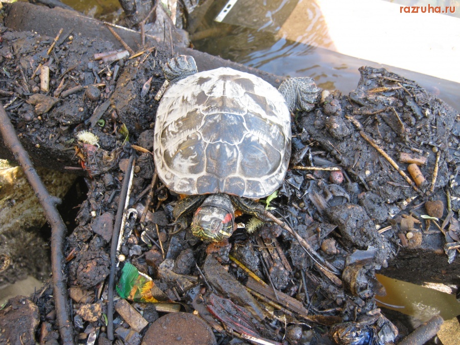 Москва - Живая черепаха.