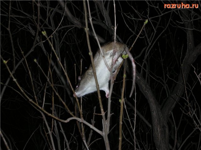 Москва - В Москве нашествие крыс