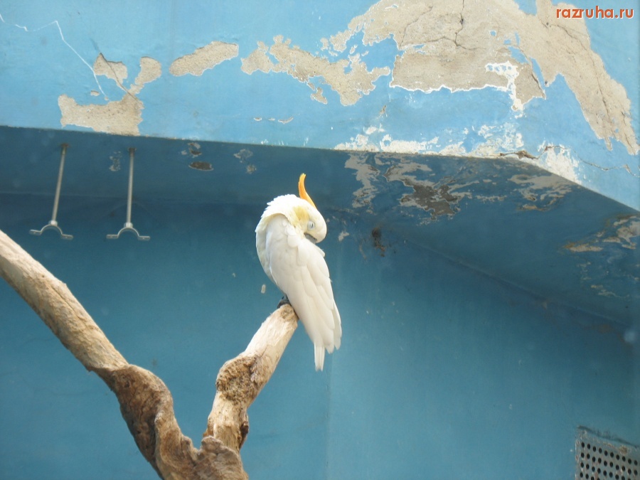 Москва - Бедная птичка в небедном городе