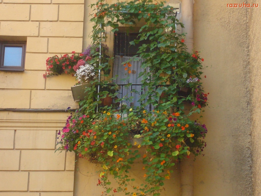 Санкт-Петербург - Кронверкский, 65