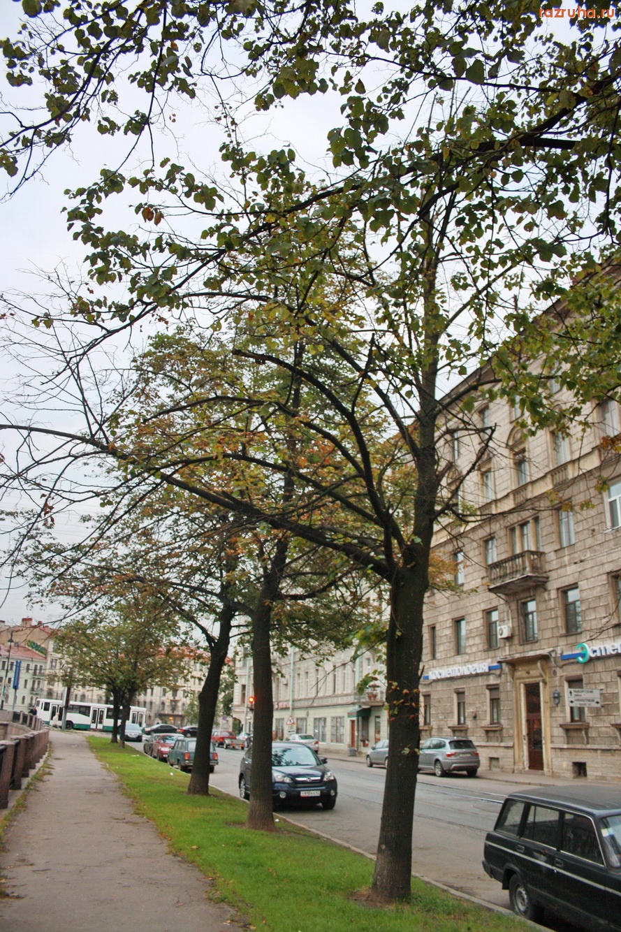 Санкт-Петербург - Петроградский район. Деревья-угрозы.