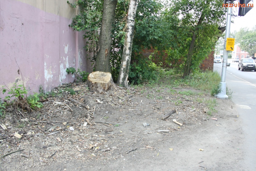 Санкт-Петербург - Петроградский район. Сносят здоровые деревья