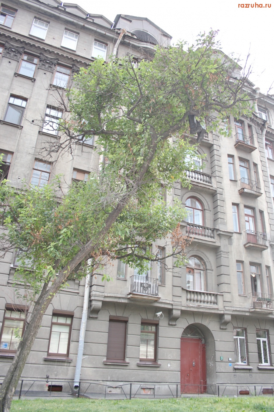 Санкт-Петербург - ЧУДО-ДЕРЕВО