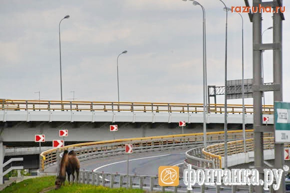 Санкт-Петербург - На КАД гулял одинокий верблюд