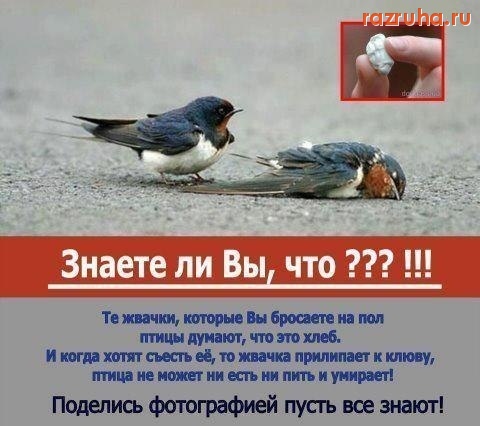 Санкт-Петербург - Берегите птиц! Пожалуйста!