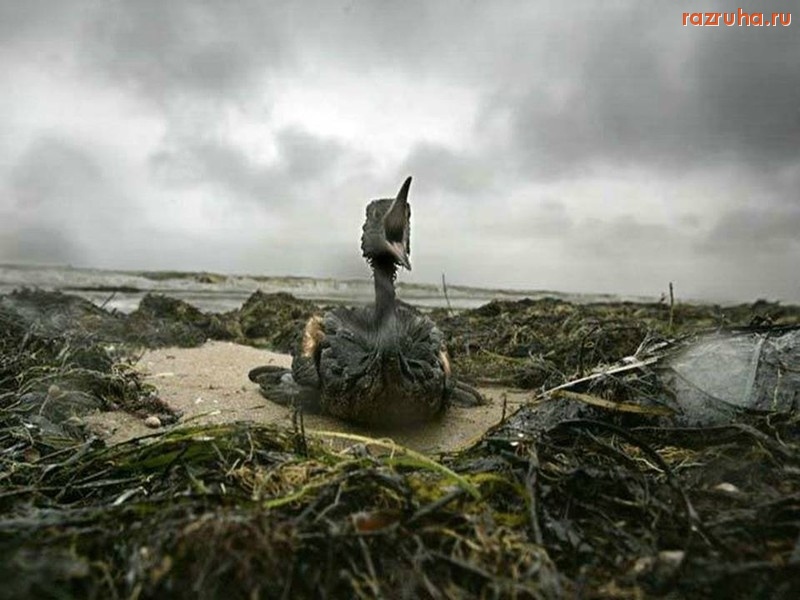 Санкт-Петербург - Экология. Питерский Чернобыль? Полигон 