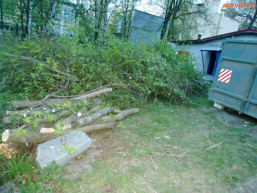 Санкт-Петербург - Прокурору Санкт-Петербурга, экологам и руководству ОНФ к сведению. 7 мая Петровский проспект 12 Б.  Берег Петровского пруда. 7 мая вырубили десятки деревьев: дубы, клены, ясени. Без порубочных билетов. Петроградский район, Петровский парк.