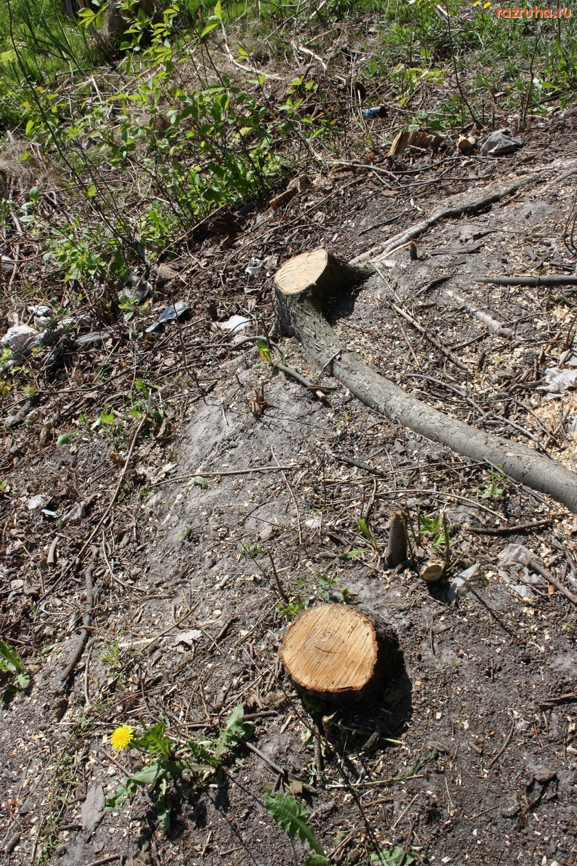 Санкт-Петербург - Прокурору Санкт-Петербурга. Петроградский район. Петровский парк. Берег Петровского пруда. Вырубают деревья.