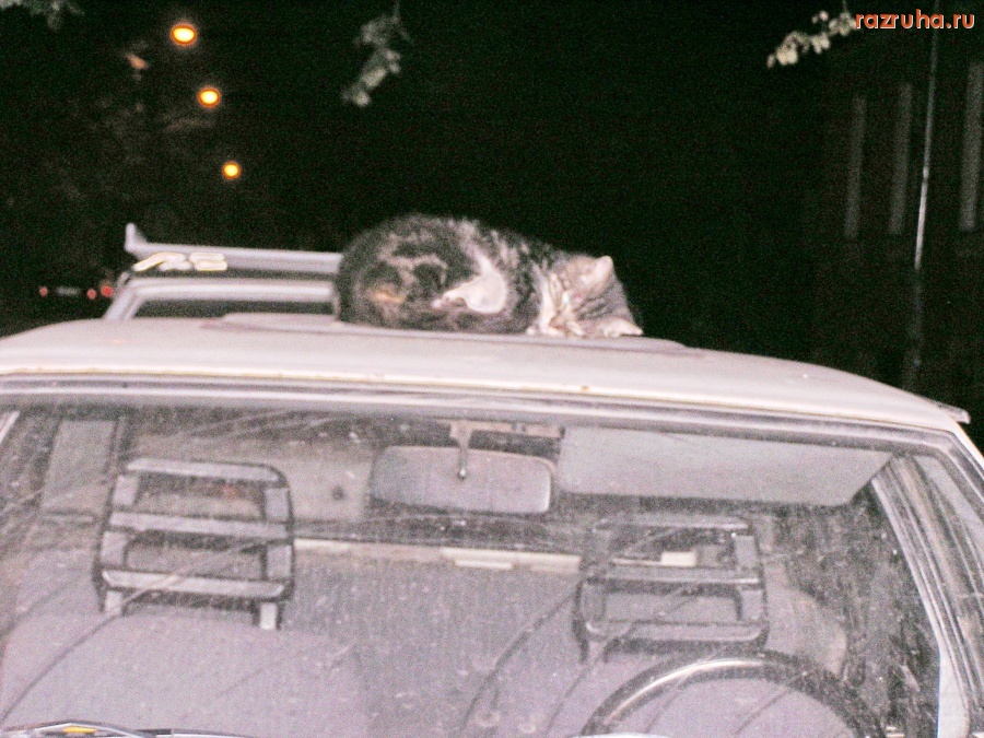 Санкт-Петербург - Охраняет от крыс