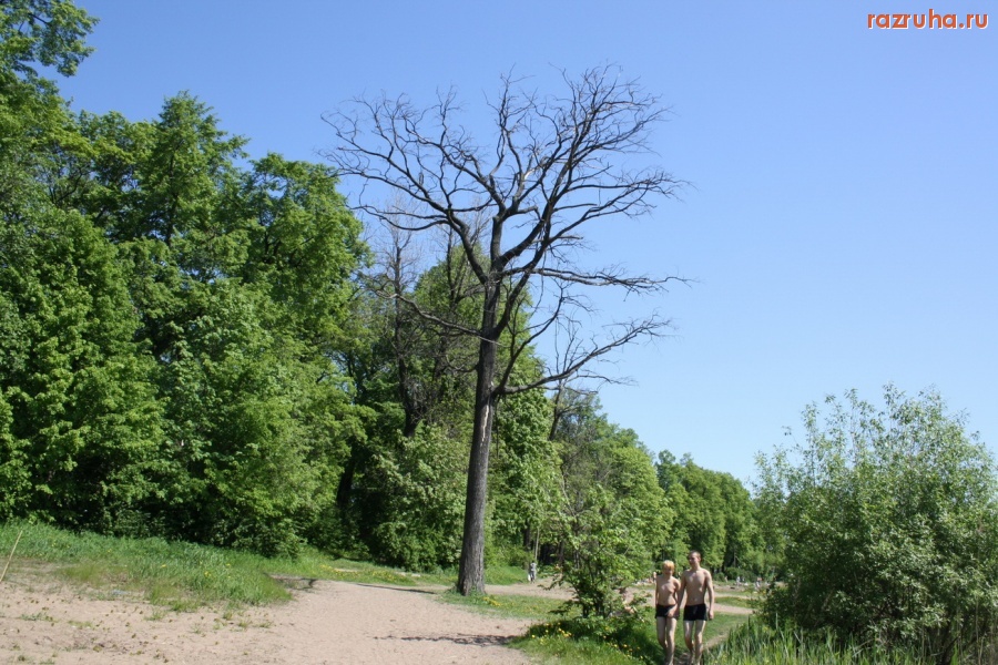 Санкт-Петербург - Петроградский район. Деревья-угрозы.