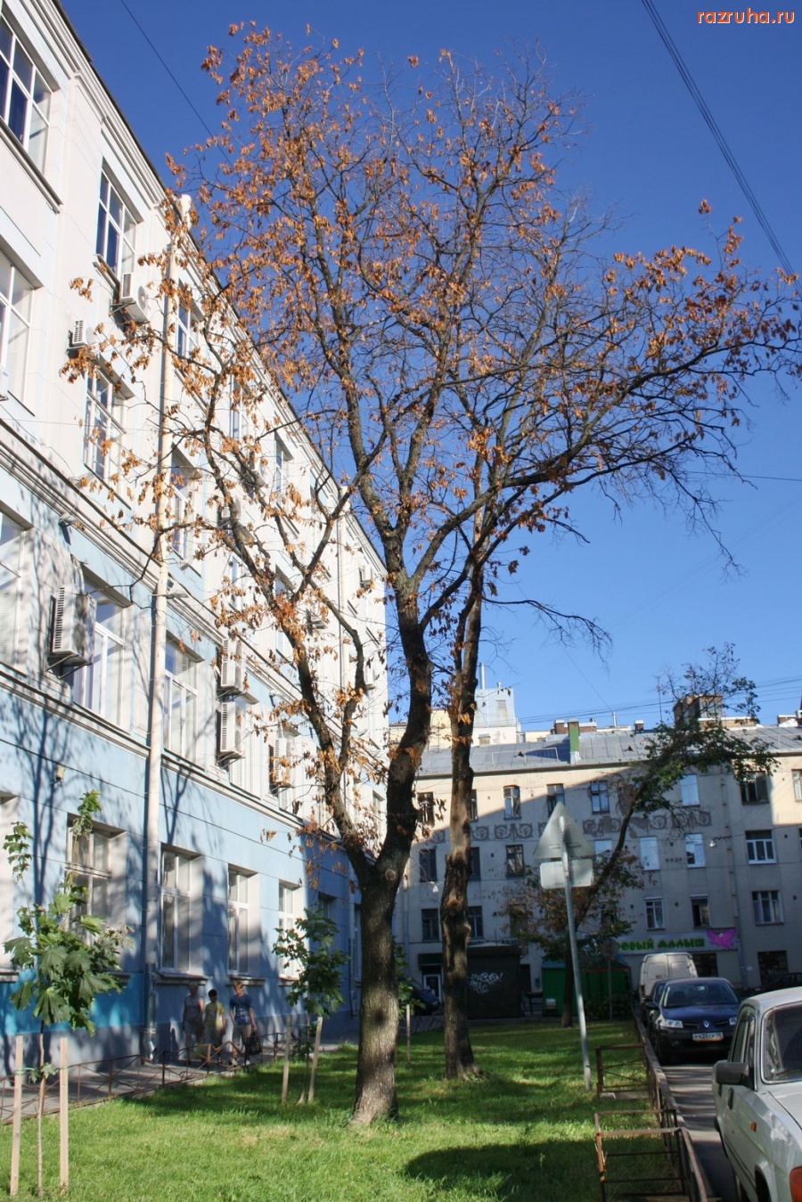 Санкт-Петербург - Петроградский район. Деревья-угрозы.